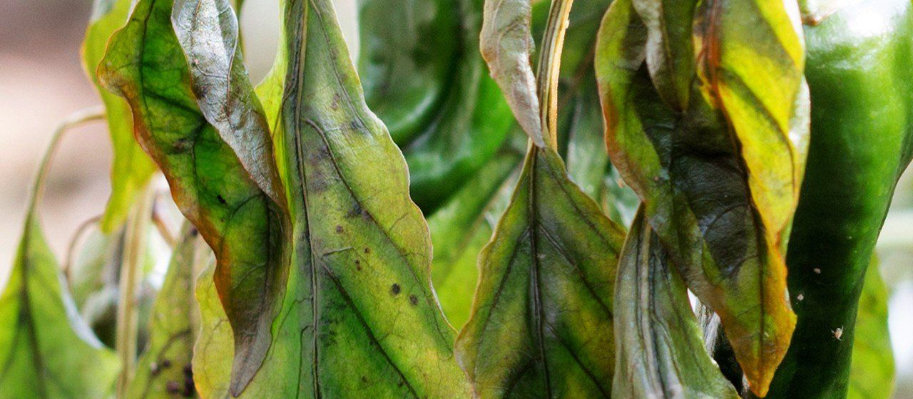 When plants have a potassium deficiency the leaves can have yellow edges and brown or burned spots